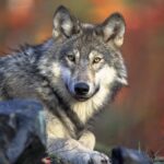 wolf, animal, wildlife-62898.jpg