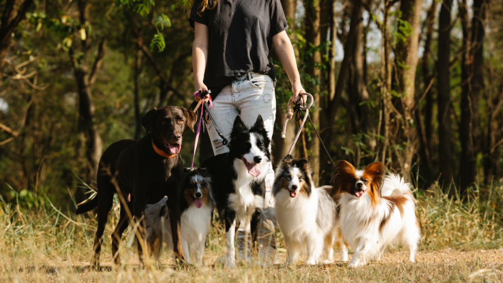 Pet Dogs on a walk in association Human capital Exponential Project