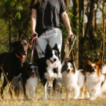 Pet Dogs on a walk in association Human capital Exponential Project